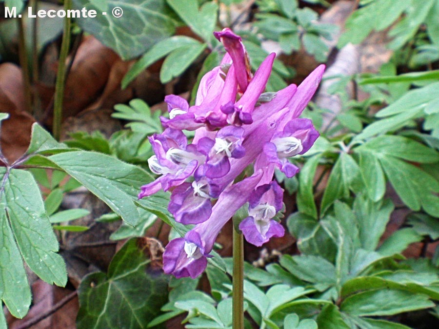 Corydalis solida