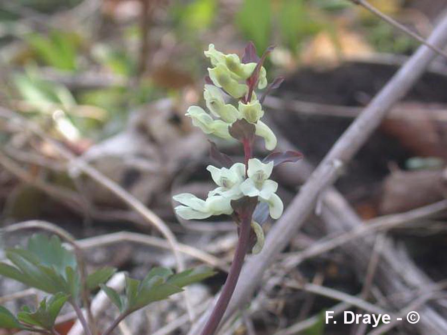 Corydalis cava