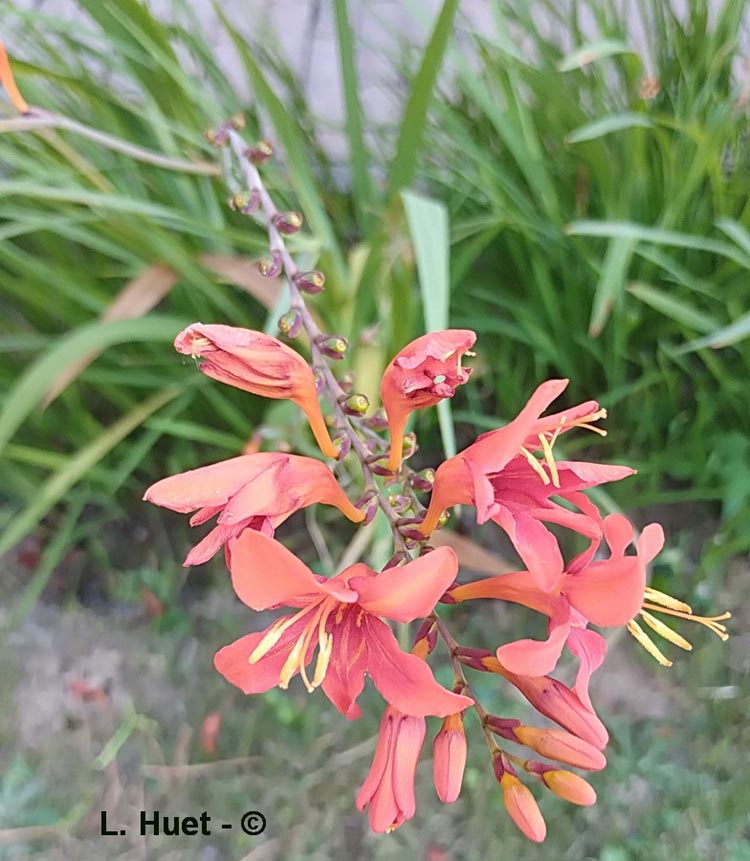 Crocosmia masoniorum