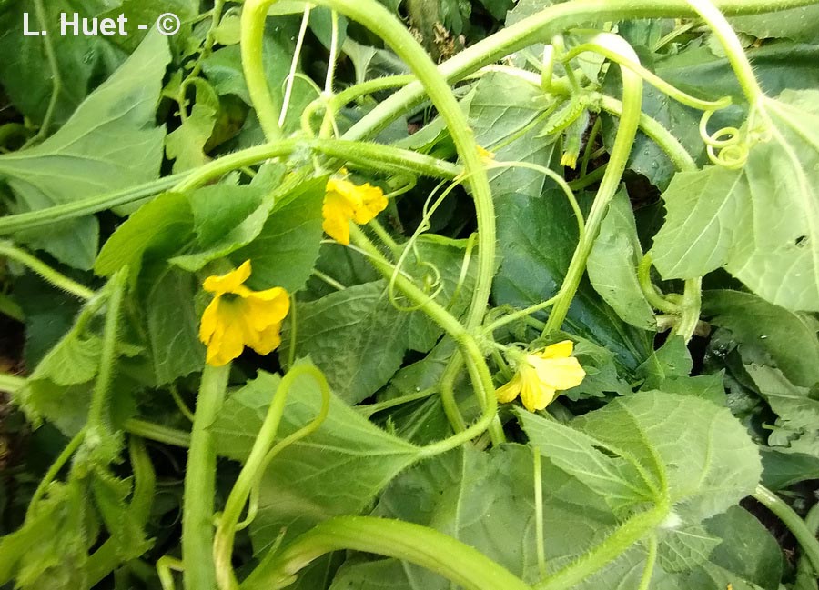 Cucumis melo (melon)