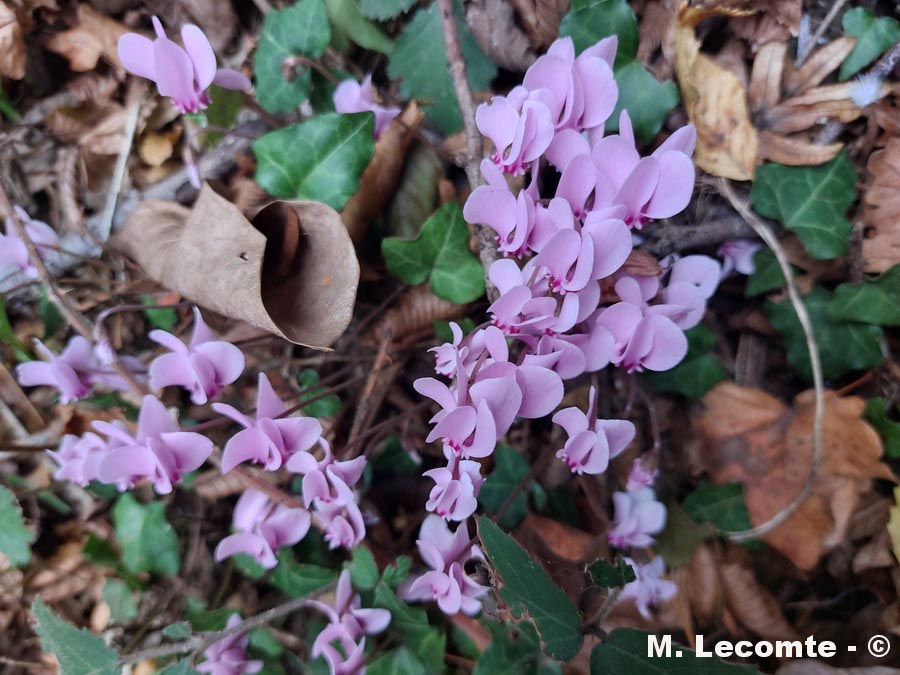 Cyclamen hederifolium (cyclamen de Naples)