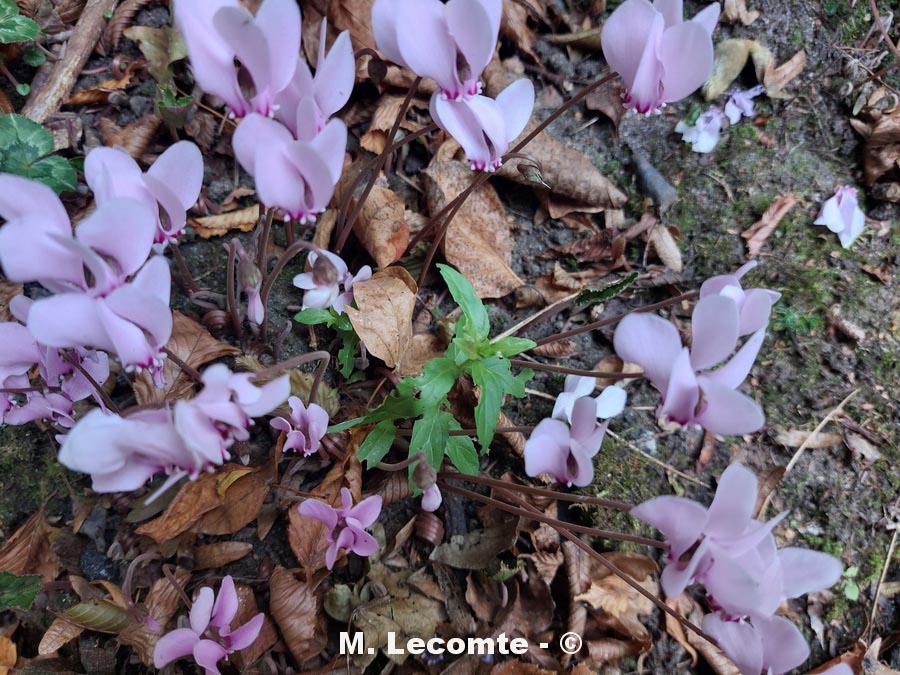 Cyclamen hederifolium (cyclamen de Naples)