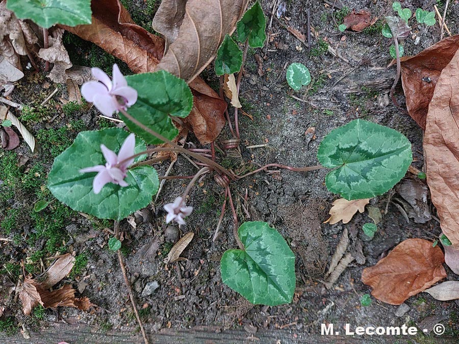 Cyclamen hederifolium (cyclamen de Naples)