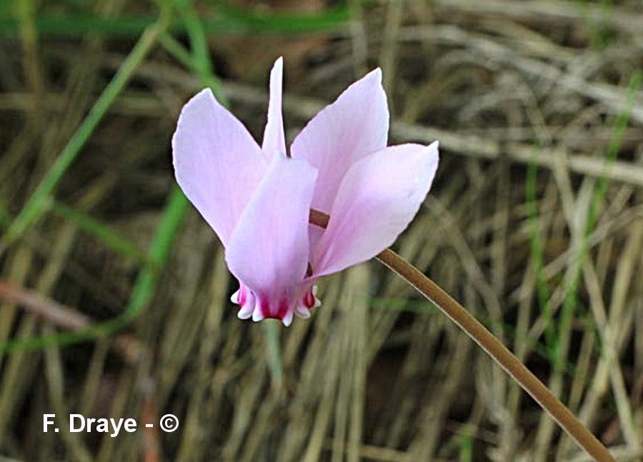 Cyclamen hederifolium