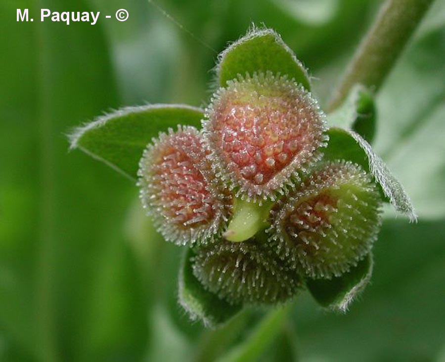 Cynoglossum officinale