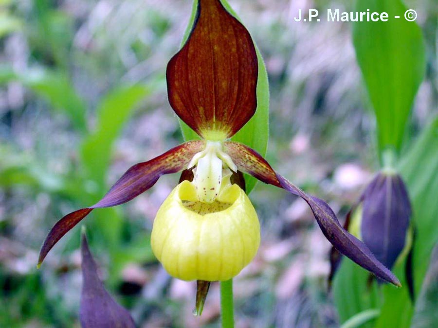 Cypripedium calceolus