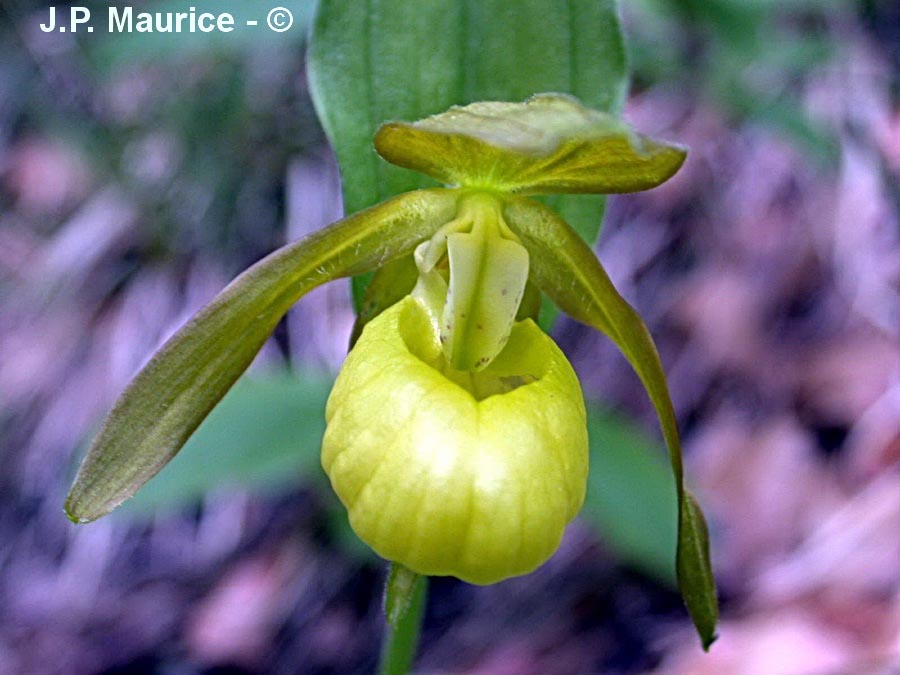 Cypripedium calceolus