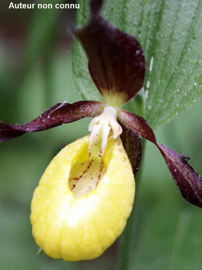 Cypripedium calceolus