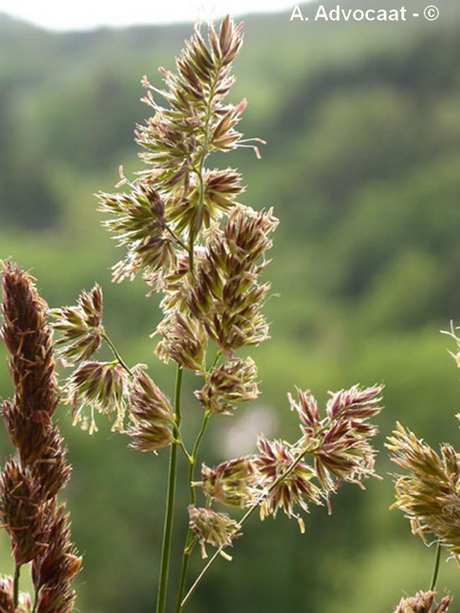 Dactylis glomerata (dactyle aggloméré)