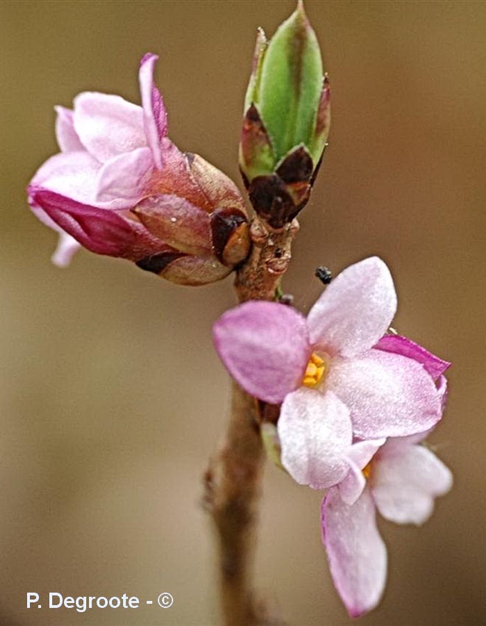 Daphne mezereum