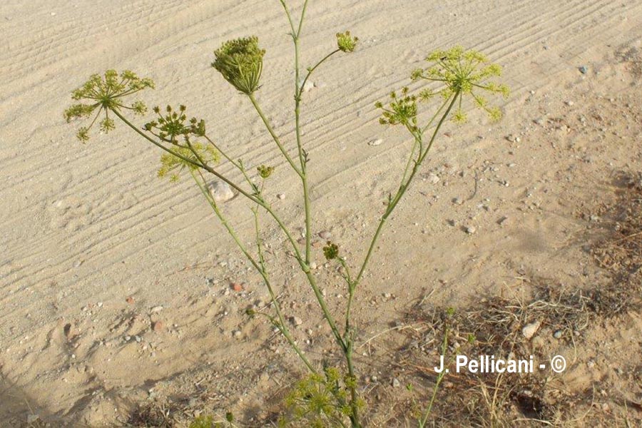 Daucus aureus