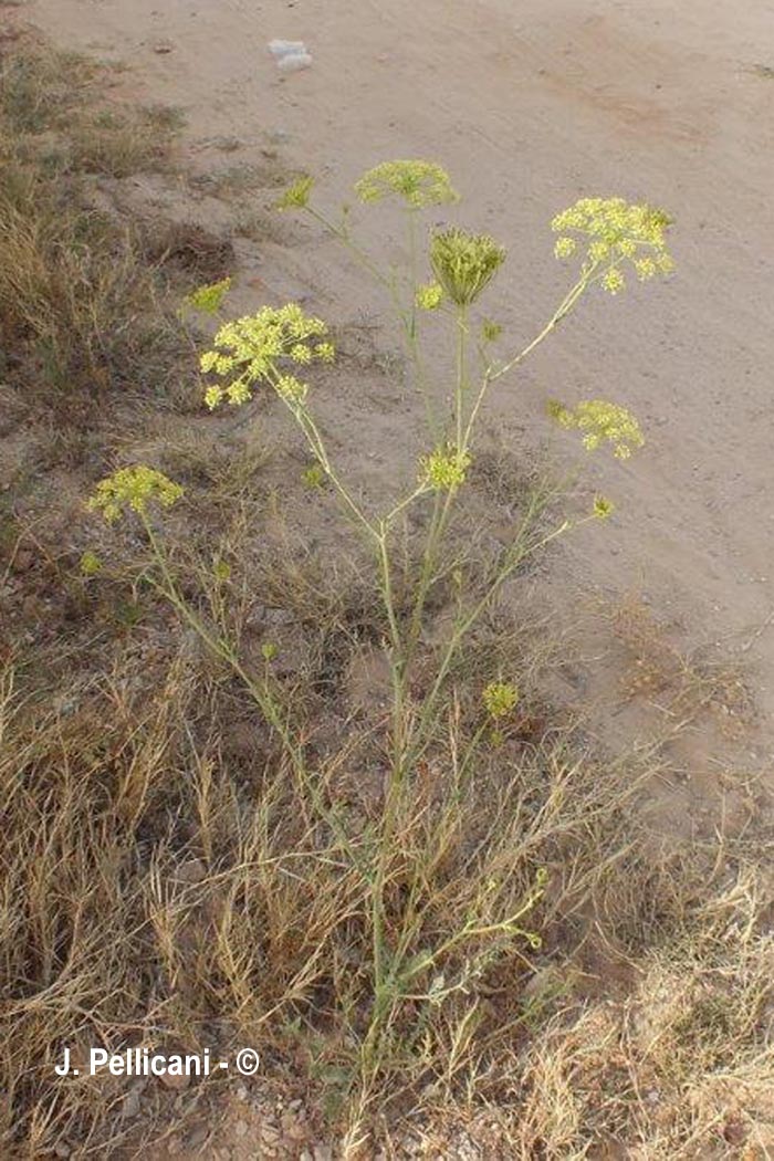 Daucus aureus