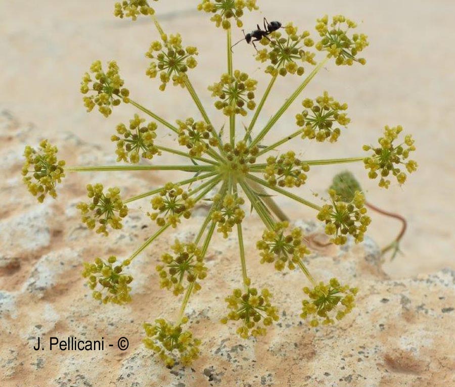 Daucus carota