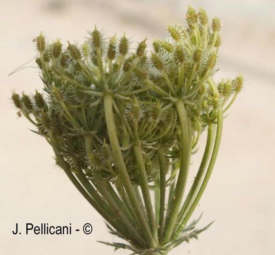 Daucus carota