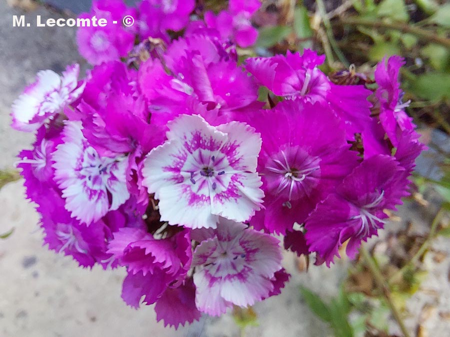 Dianthus barbatus