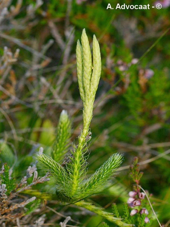 Diphasiastrum x issleri (lycopode)