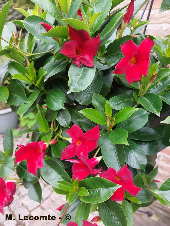 Dipladenia sanderi (dipladénia de Sander, jasmin du Brésil, mandévilla de Sander)