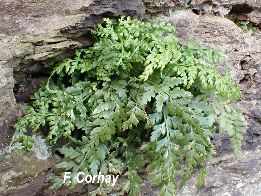 Asplenium adiantum-nigrum