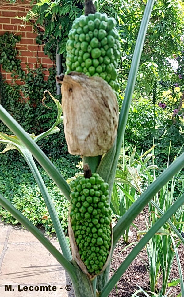 Dracunculus vulgaris