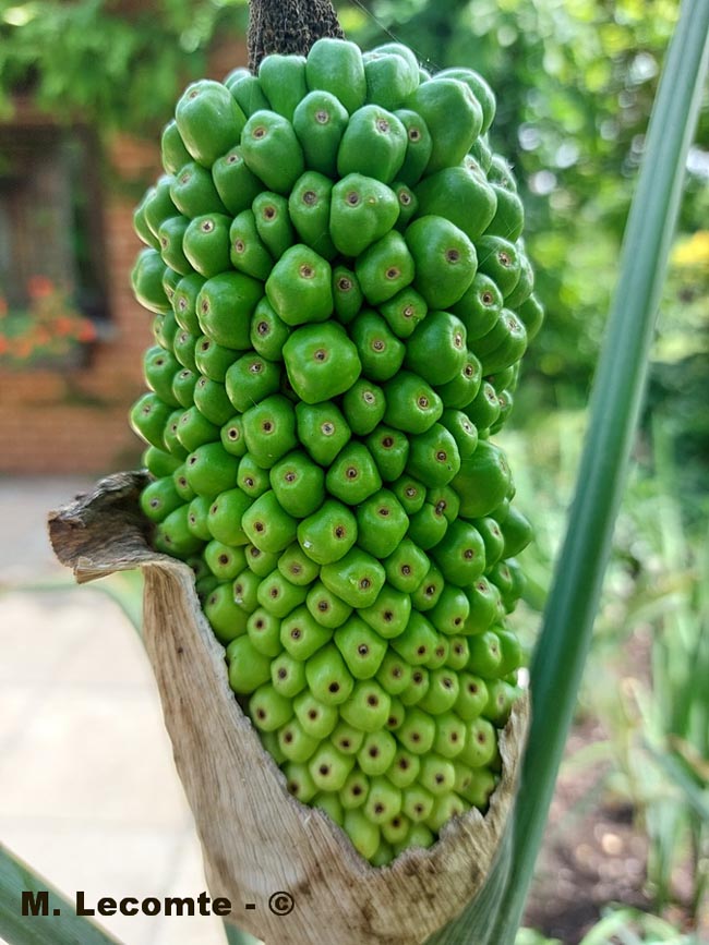 Dracunculus vulgaris