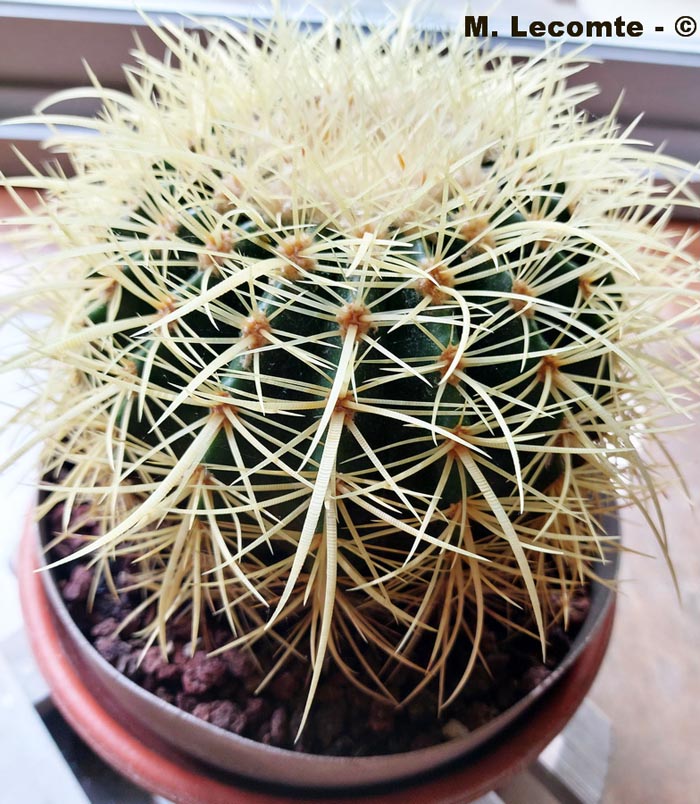 Echinocactus grusonii var. brevispinus (coussin de belle-mère)