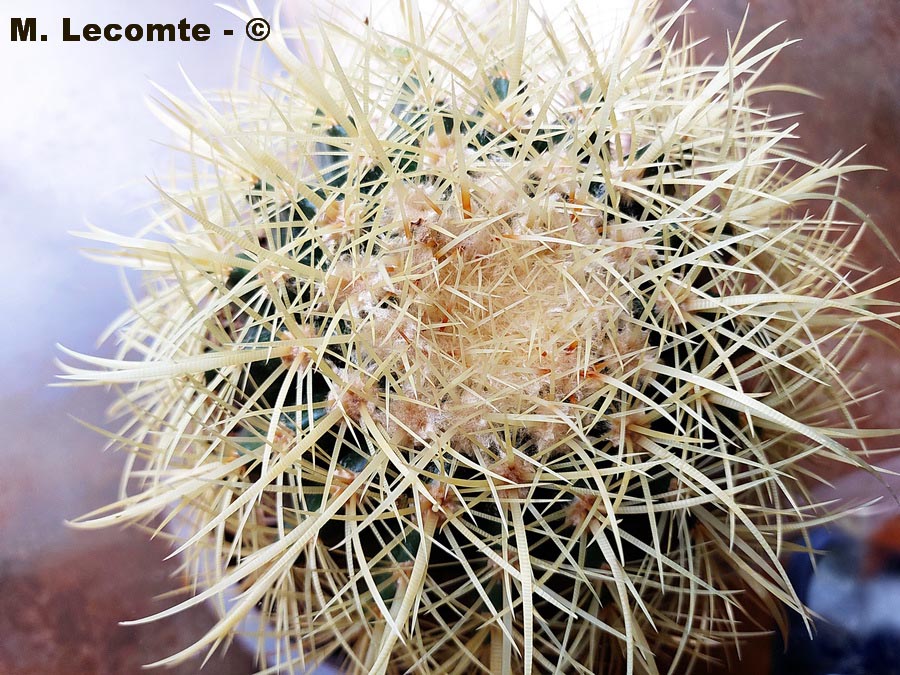 Echinocactus grusonii var. brevispinus (coussin de belle-mère)