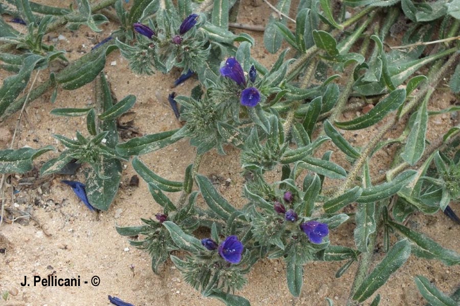 Echium arenarium