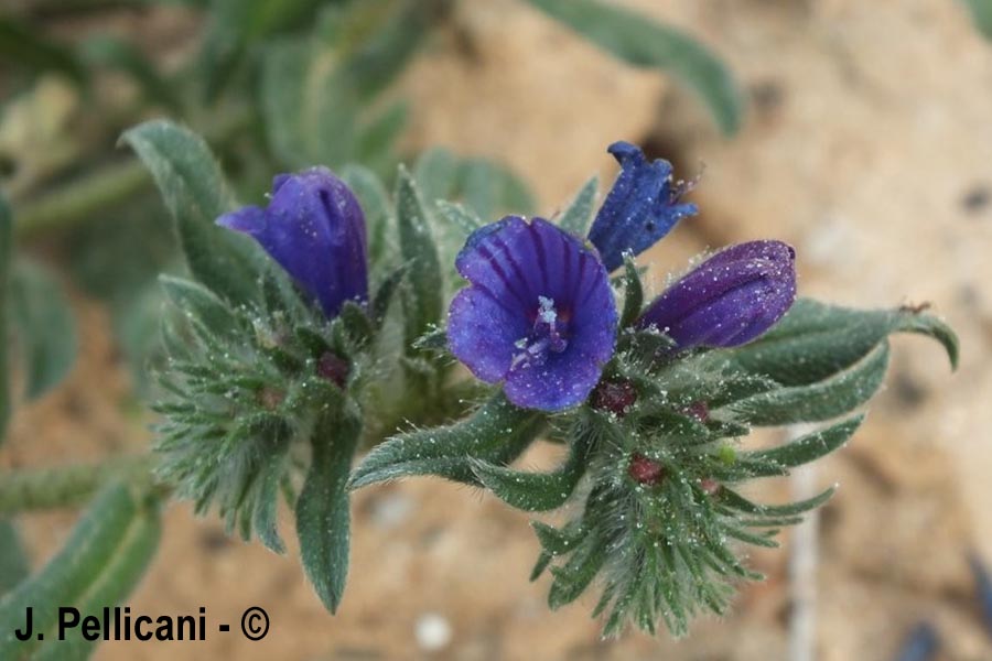 Echium arenarium