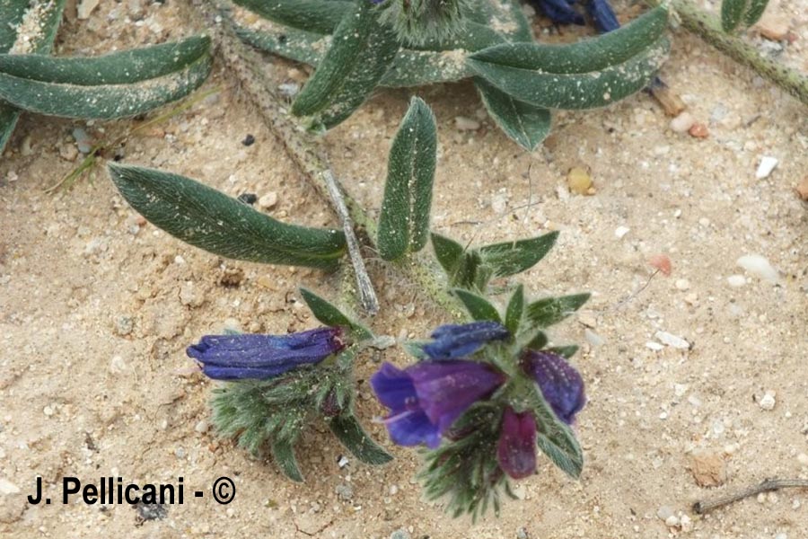 Echium arenarium