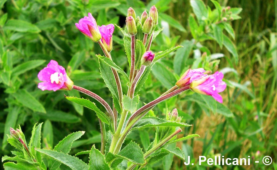 Epilobium hirsutum (épilobe hirsute)