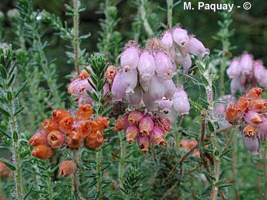 Erica tetralix