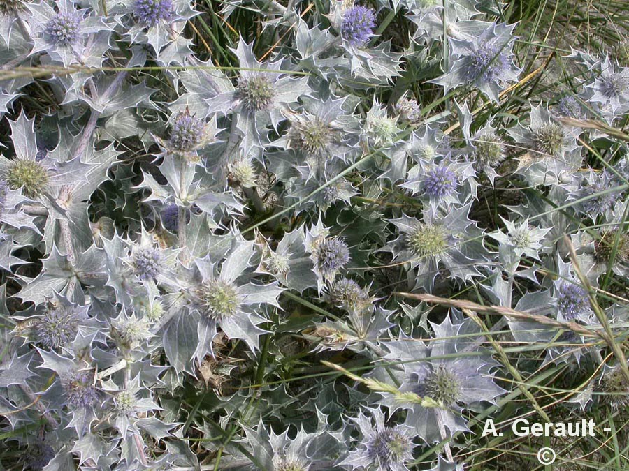 Eryngium maritimum