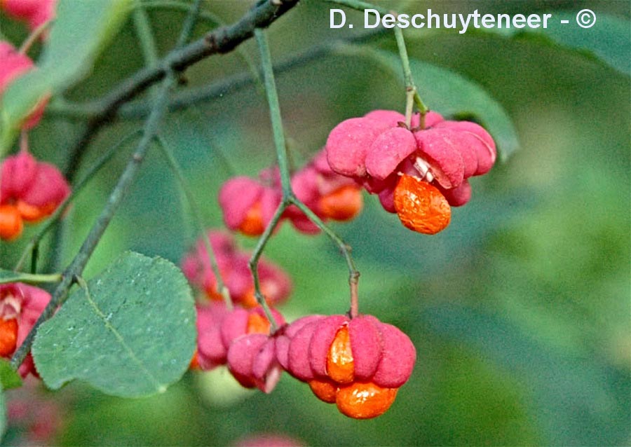 Euonymus europaeus