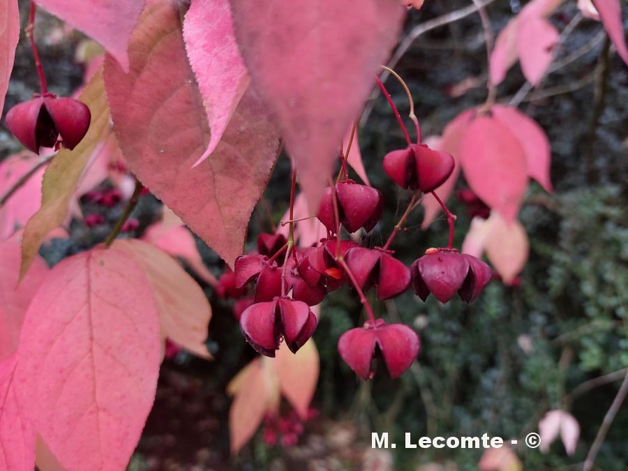 Euonymus planipes (fusain planipes)