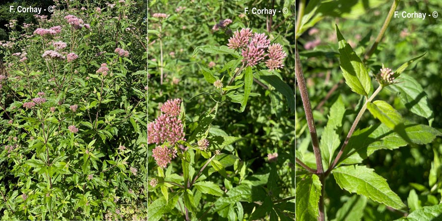 Eupatorium cannabinum