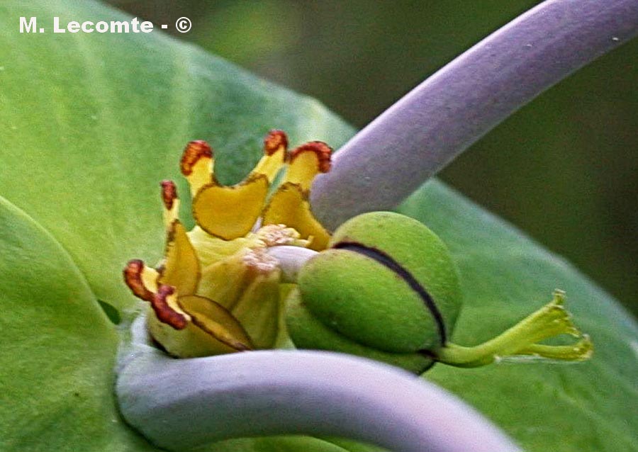 Euphorbia lathyris