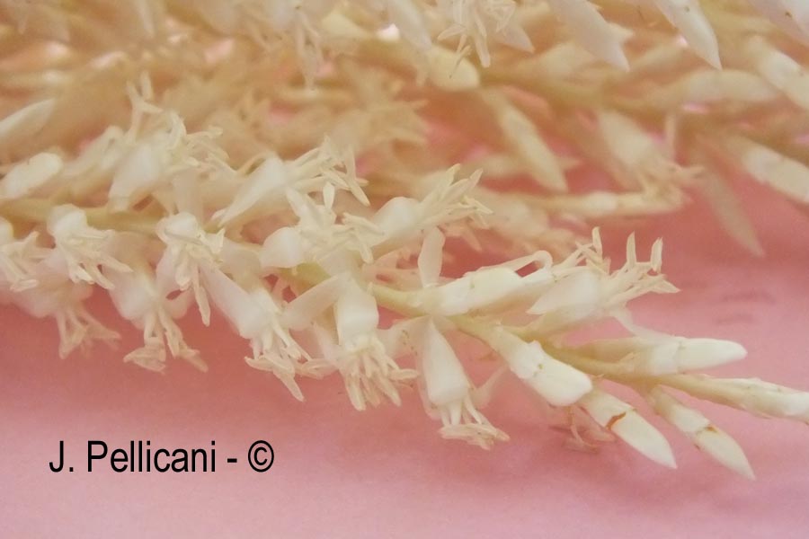 Euterpe oleracea