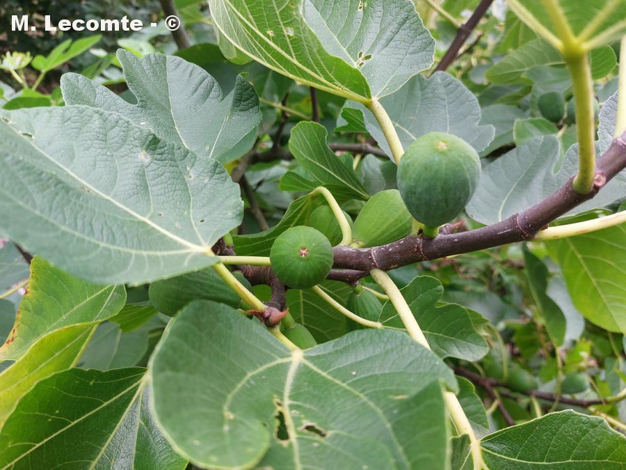 Ficus carica (figuier)