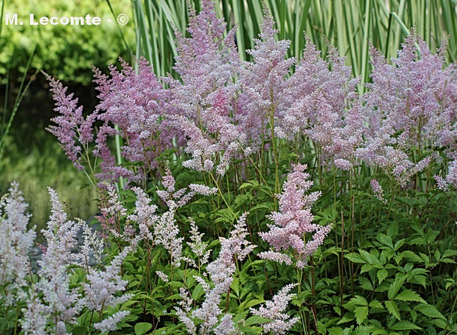 Filipendula sp.