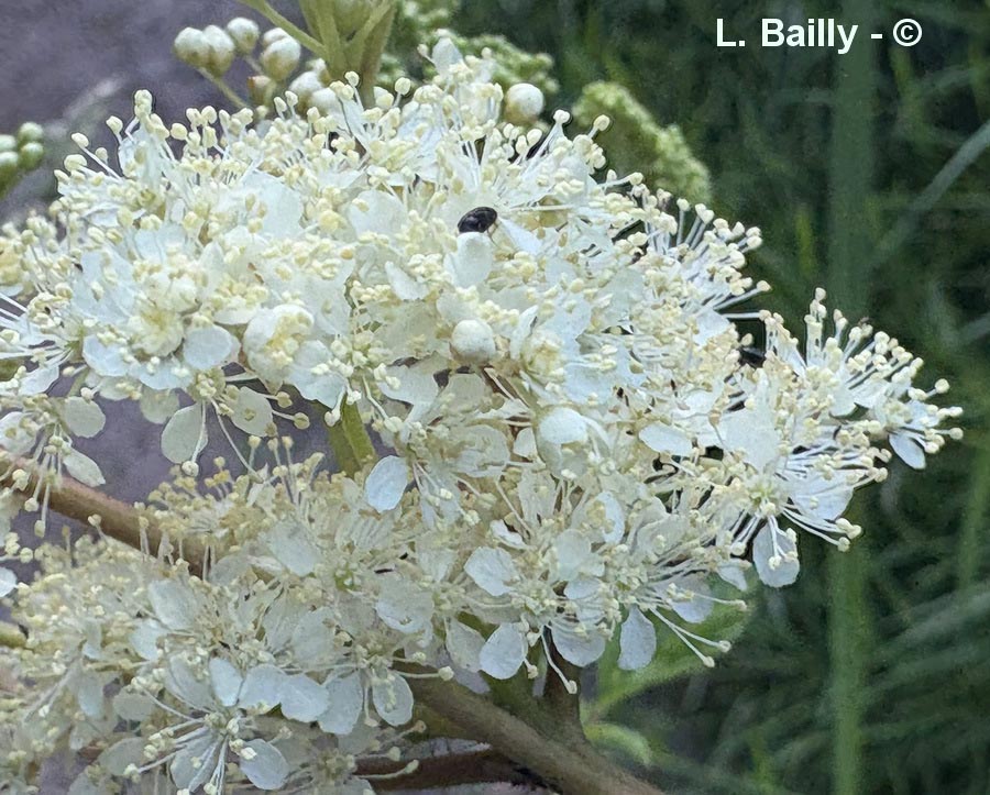 Filipendula ulmaria