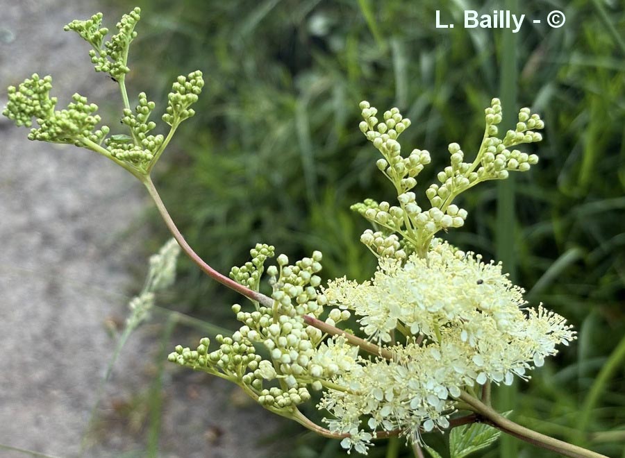 Filipendula ulmaria