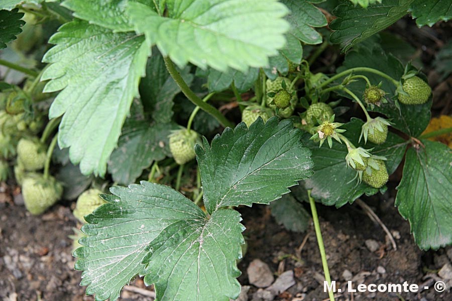 Fragaria vesca