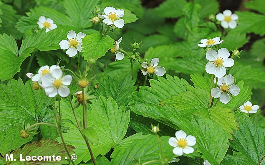 Fragaria vesca