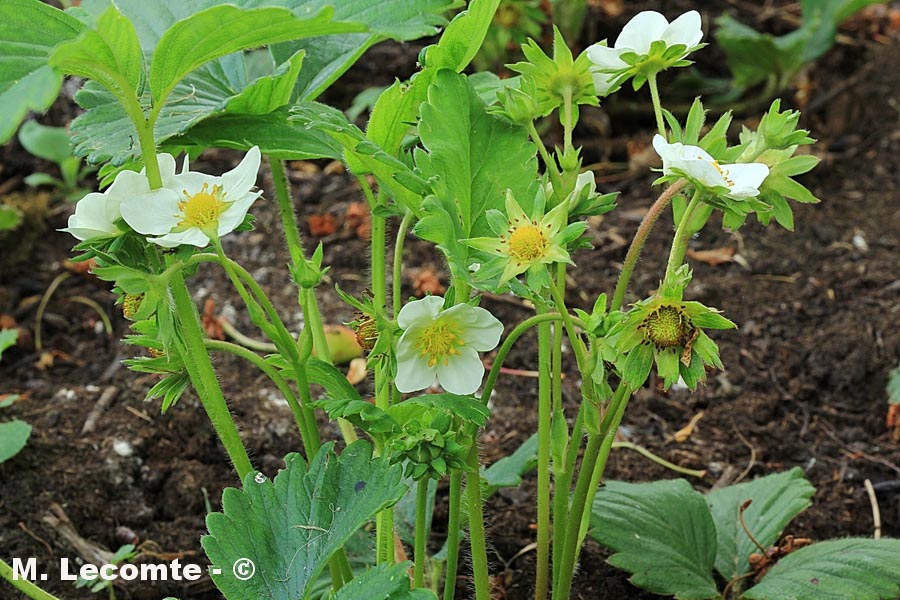 Fragaria vesca