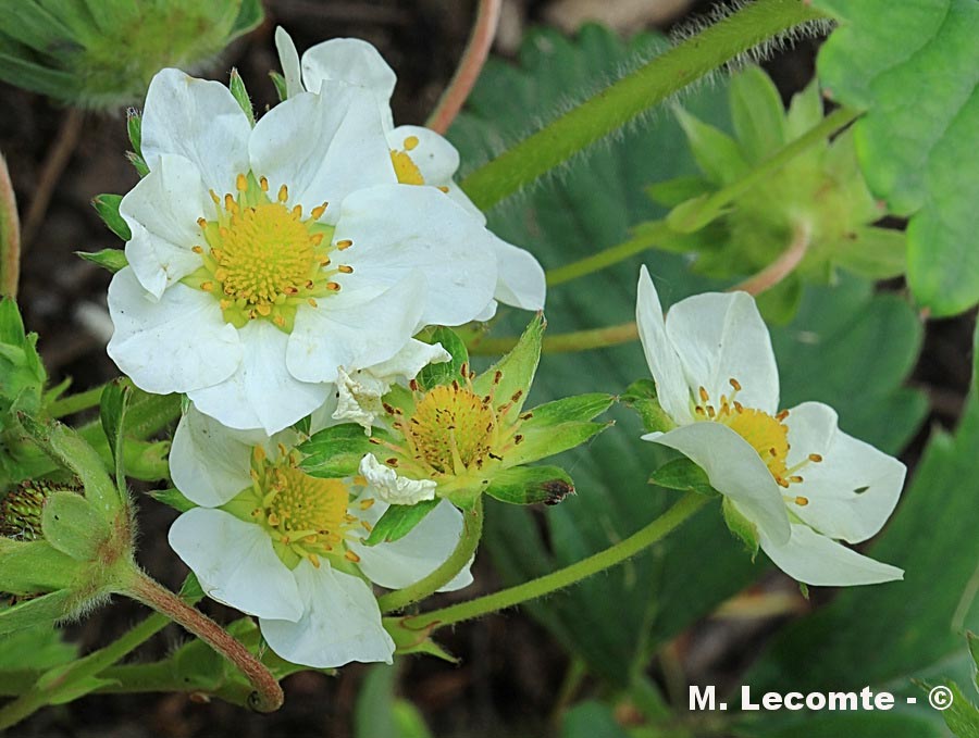 Fragaria vesca