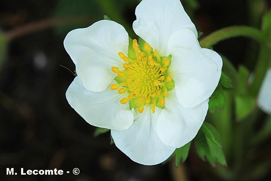 Fragaria vesca