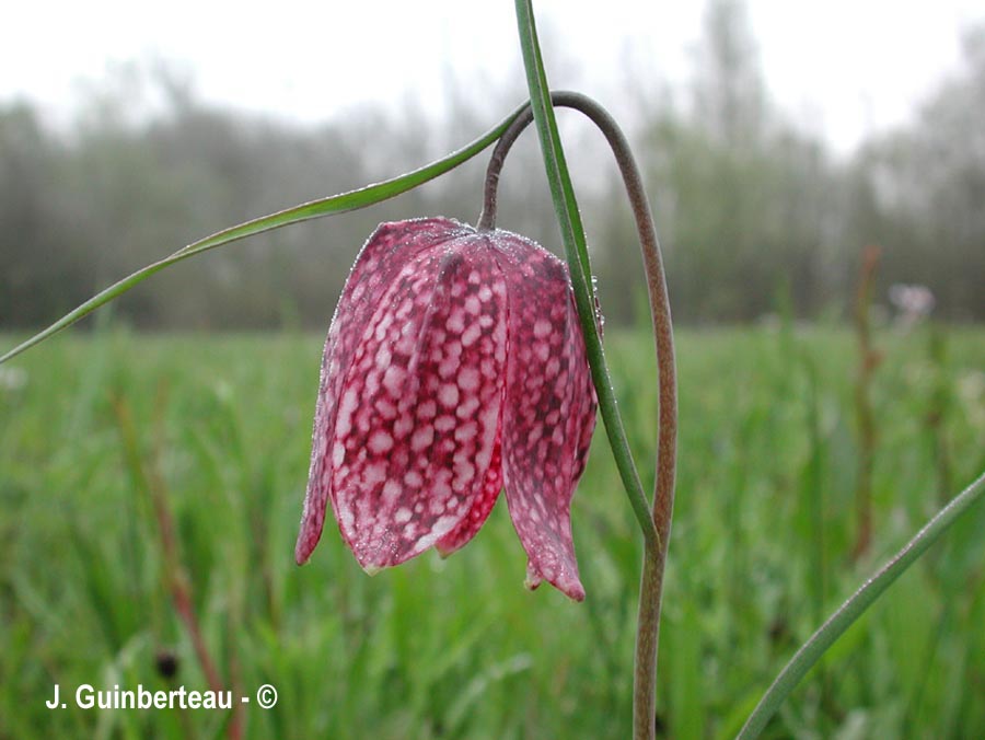 Fritillaria meleagris