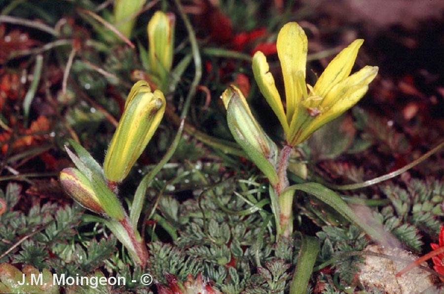 Gagea bohemica subsp. saxatilis (gagée de Bohème poilue)