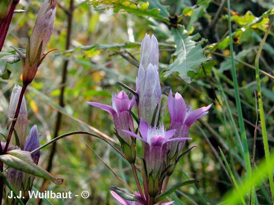 Gentianella germanica
