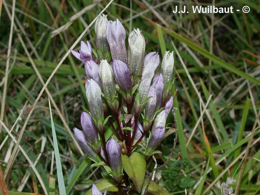 Gentianella germanica